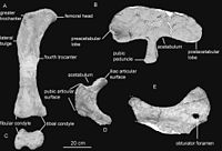 List Of South American Dinosaurs