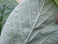 Rock Whitebeam-leaf lower.jpg