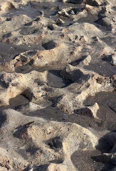File:Rocks on beach Boca Raton FL.jpg