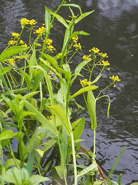 File:Rorippa amphibia Rzepicha ziemnowodna 2020-06-06 01.jpg