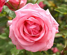 Rosa 'Gen Boerner' (dipotong).JPG