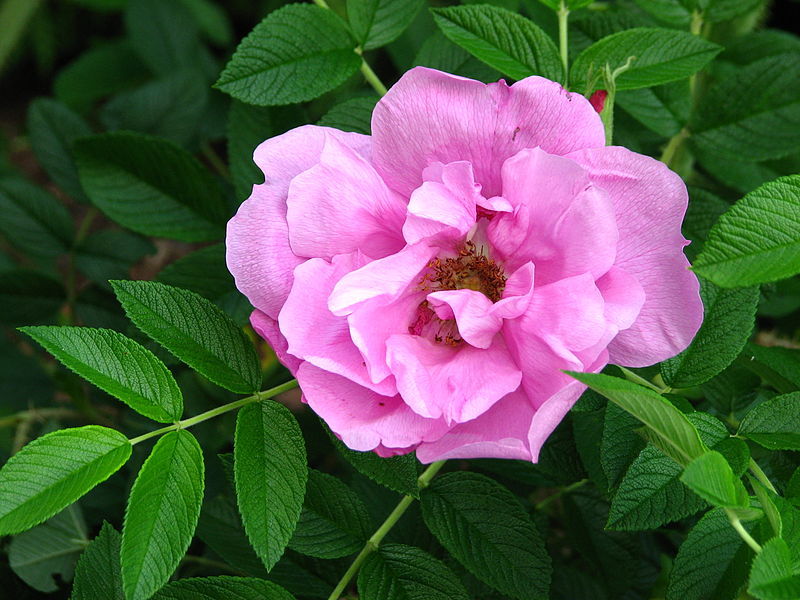 File:Rosa 'Pink Roadrunner' 01.JPG