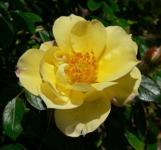 <span class="mw-page-title-main">Ralph S. Moore</span> American rose breeder