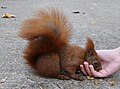 Rotes Eichhörnchen frisst aus Hand.jpg