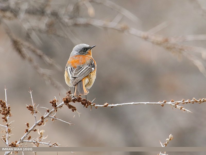 File:Rufous-backed Redstart (Phoenicurus erythronotus) (49995312063).jpg