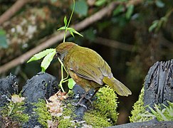 Rufous-naped Bellbird. Aleadryas rufinucha (48826744191).jpg