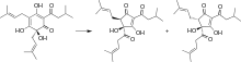 Humulone is an alpha-acid and one of the major flavor components of hops. Chemistry of beer often concerns the reactions of molecules such as this, and how to better control them for best flavor. S-Humulone Isomerization.svg