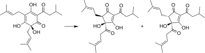 Isomerization of humulone to cis- and trans-isohumulone S-Humulone Isomerization.svg