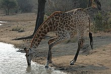 żyrafa pijąca wode