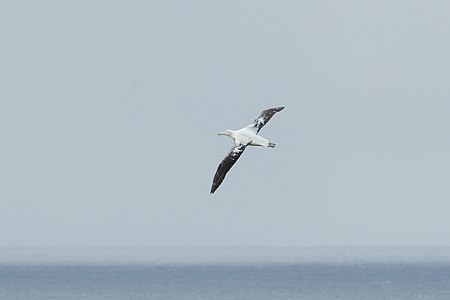 SGI-2016-South Georgia (Prion Island)–Wandering albatross (Diomedea exulans) 05.jpg