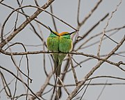 Berek-berek hijau (Merops orientalis)