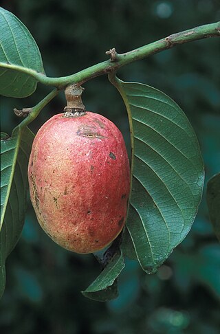 <i>Cyathocalyx</i> Genus of flowering plants