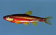 A male saffron shiner (Notropis rubricroceus) Saffron shiner.jpg