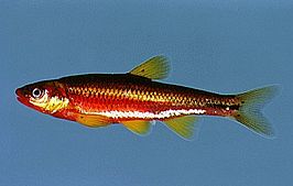 Notropis rubricroceus