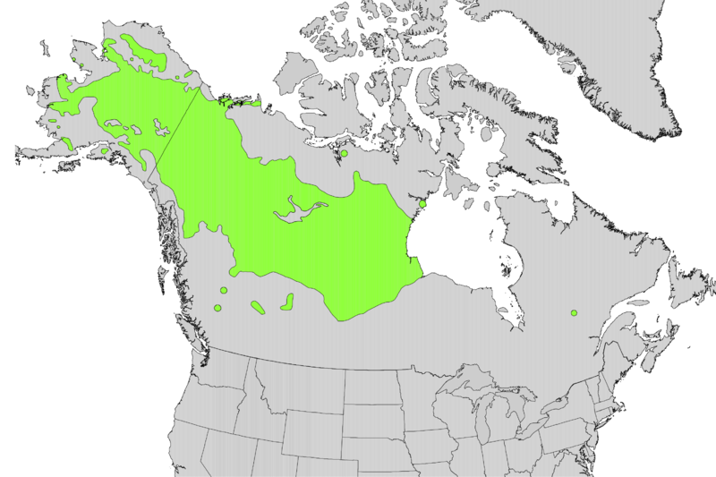 File:Salix arbusculoides range map.png