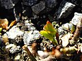 Salix herbacea