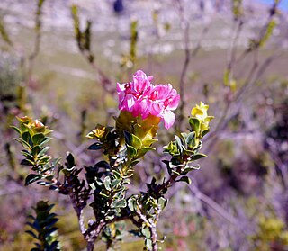 <i>Penaea sarcocolla</i> Species of shrub endemic to the Fybos region