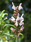 Miniatura para Salvia fruticosa