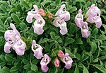 Thumbnail for Salvia caespitosa