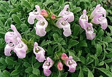 Salvia caespitosa 2.jpg