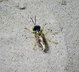 Bộ sưu tập Côn trùng - Page 53 264px-Sand_Wasp._Microbembex_monodonta._Sphecidae_%2837961416086%29