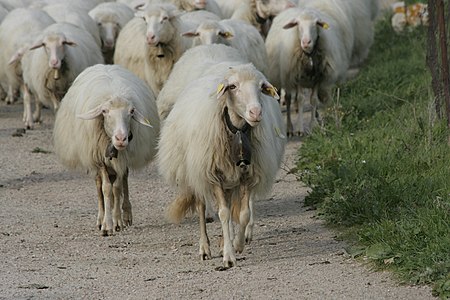 Sardinian sheeps going to pasture