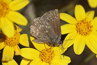 Icaricia icarioides