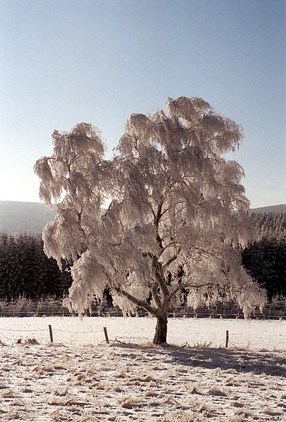 File:Sauerland-Winterimpression.jpg