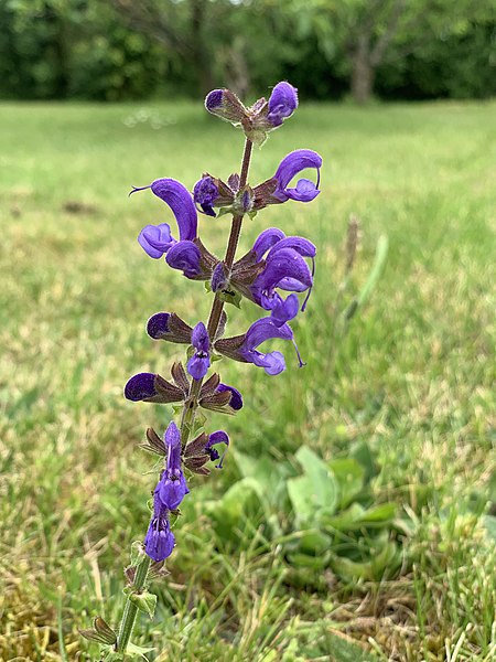 File:Sauge des prés (Salvia pratensis) à Sougères-en-Puisaye (juin 2019).jpg