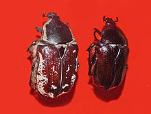 Scarabaeidae - Aethiessa floralis.jpg