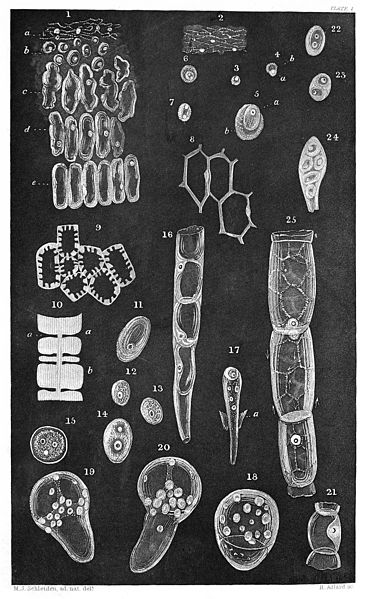 File:Schleiden; cellular tissue of plants Wellcome M0010608.jpg