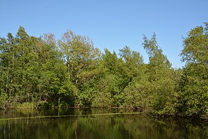 Schleswig-Holstein, Tellingstedt, Landschaftsschutzgebiet Großes Moor Kätner Moor NIK 7118.jpg