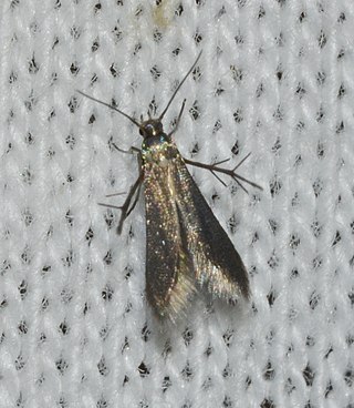<i>Schreckensteinia erythriella</i> Moth species in family Schreckensteiniidae