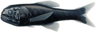 <i>Scopelogadus</i> Genus of fishes