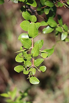Scutia buxifolia, iNaturalist fotoğrafından 59772432, 29 Mart 2020 tarihinde ithal edildi.jpg