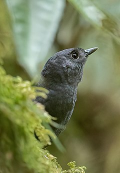 Description de l'image Scytalopus alvarezlopezi - Tatama Tapaculo; Tatama Reserve, Pueblo Rico, Risaralda, Colombia.jpg.