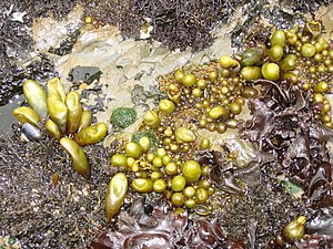 캘리포니아 모스 해변 피츠제럴드 해양 보호 구역에서 발견되는 Halosaccion glandiforme