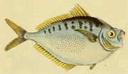 Thumbnail for Secutor (fish)