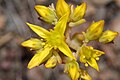 Sedum rupicola