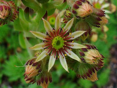 Sempervivum pittonii Flower