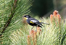 Goldman's Warbler (ssp. goldmani) in Guatemala Setophaga goldmani Huehuetenango 2.jpg