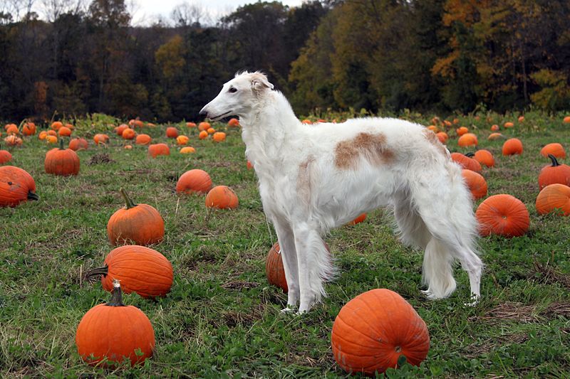 File:She was Miss October for a dog calendar --- Solara was SURE she would see the Great Pumpkin! (6262450096).jpg