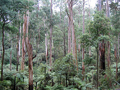 E. regnans trees in Sherbrooke Forest, Victoria