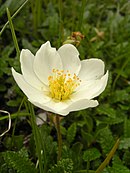 Silberwurz - Dryas octopetala.jpg