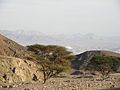 Sinai wild trees.jpg