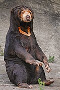 Sitting sun bear.jpg