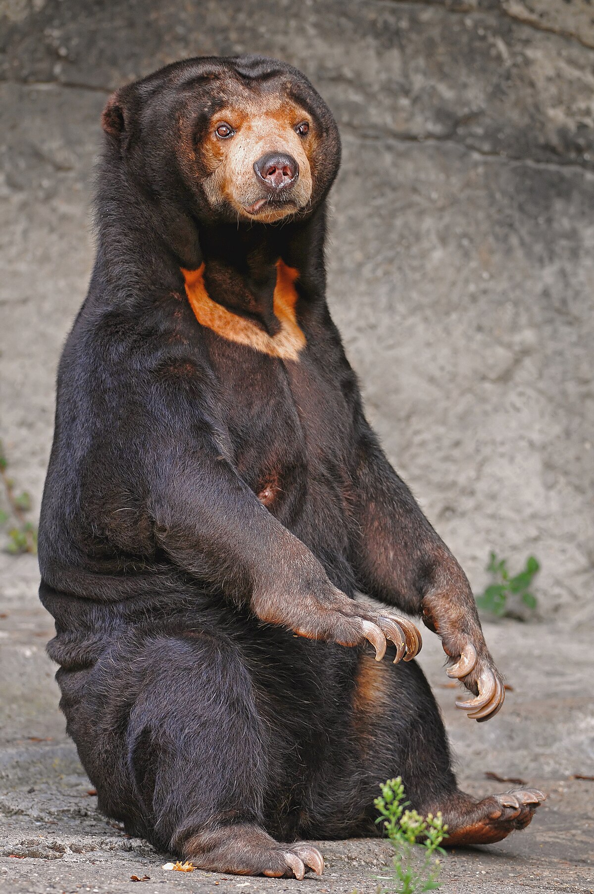 1200px Sitting sun bear