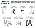 Major trace fossils in the Skolithos Ichnofacies