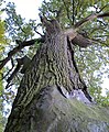 Čeština: Skupina pěti dubů (dub letní, Quercus robur) - status památných stromů, Tloskov u Neveklova, okres Benešov - ČR English: Group of the five famous tree - oaks (Quercus robur) in Tloskov - part of the town Neveklov, Benešov District in Czech Republic