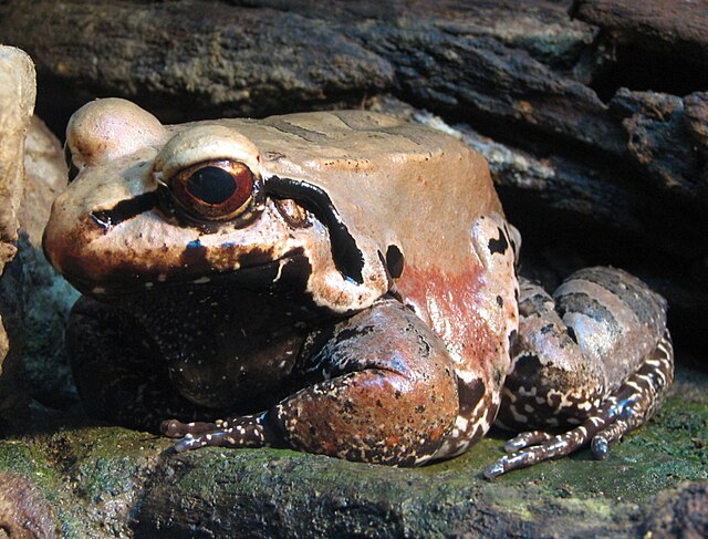 frogs in the tropical rainforest